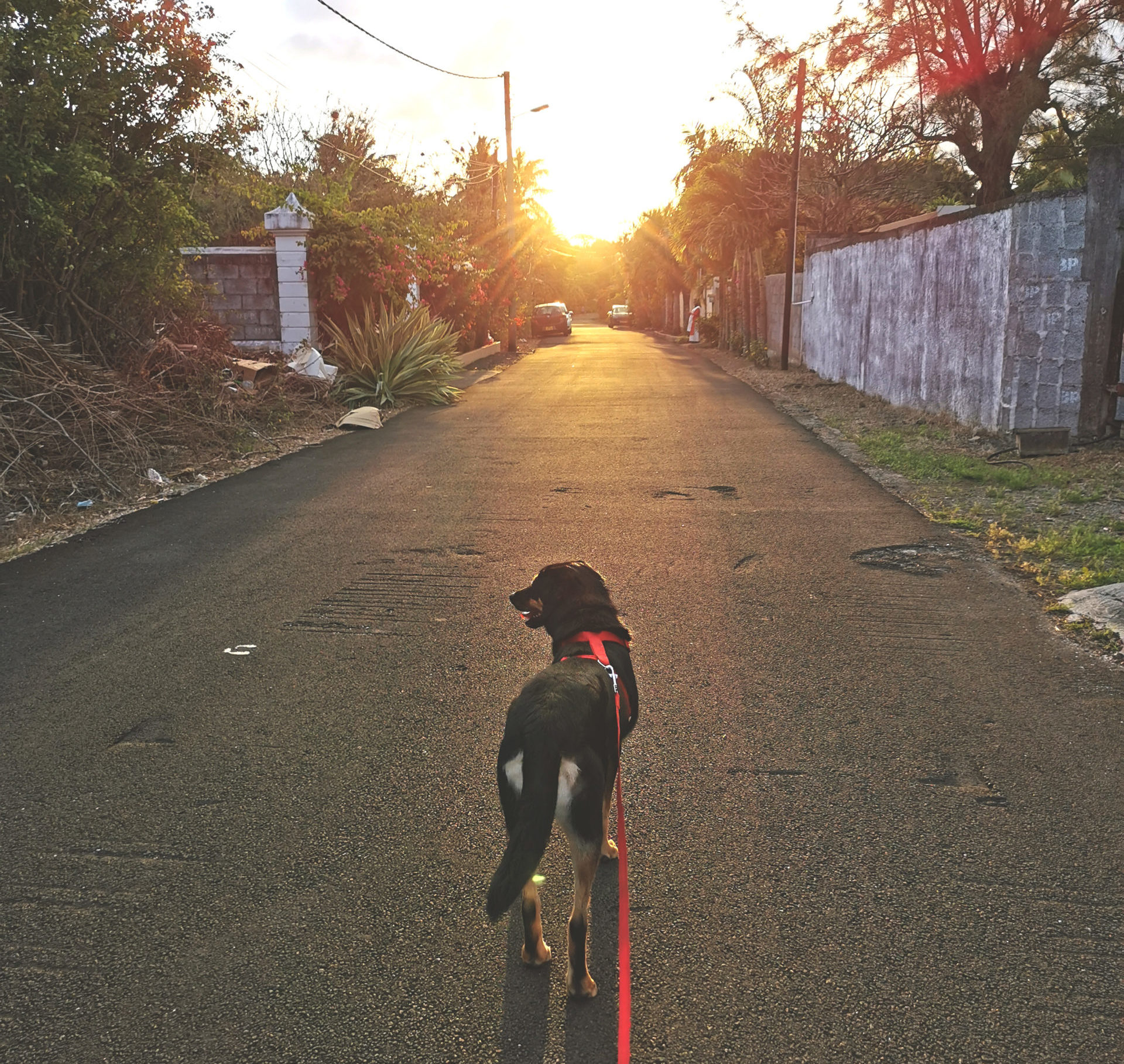 You are currently viewing Le canicross : Courir avec son chien